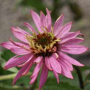 Echinacea Double Decker