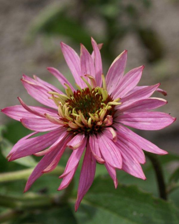 Echinacea Double Decker