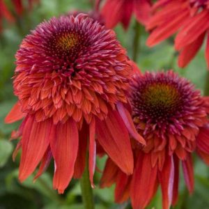 Echinacea Eccentric®