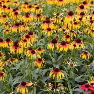 Echinacea Fiery Meadow Mama