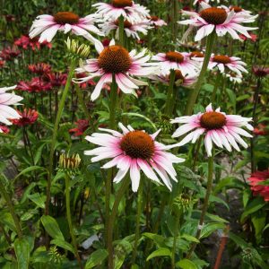 Echinacea Funky White