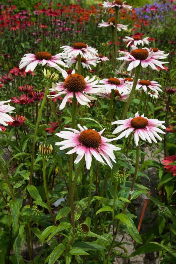 Echinacea Funky White