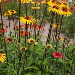 Echinacea Funky Yellow