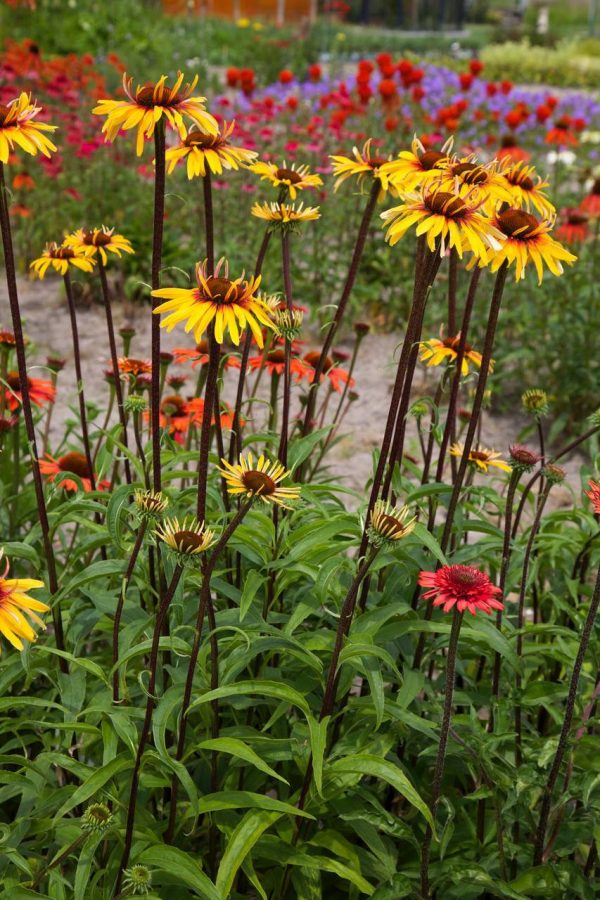 Echinacea Funky Yellow