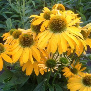 Echinacea Golden Skipper®