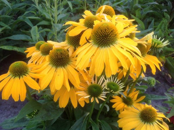 Echinacea Golden Skipper®