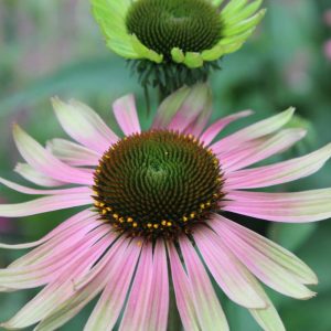 Echinacea Green Jewel®