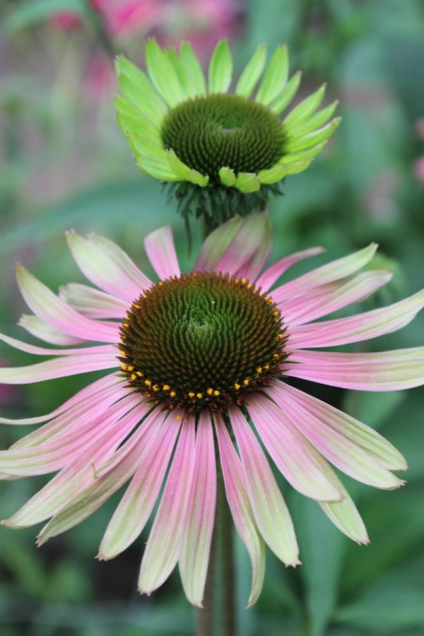 Echinacea Green Jewel®