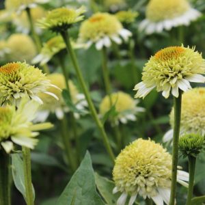 Echinacea Greenline®