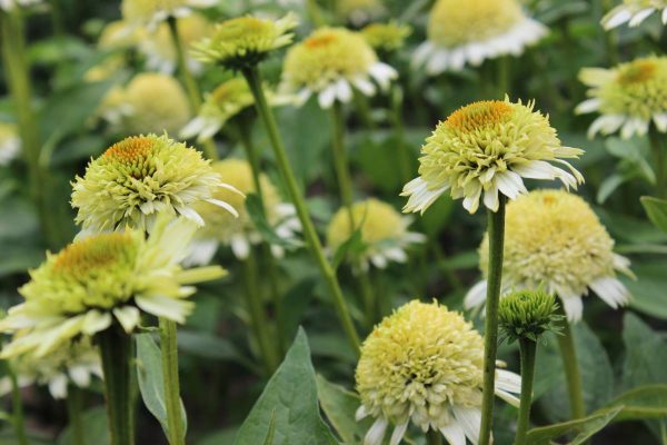 Echinacea Greenline®