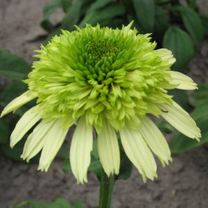 Echinacea Honey Dew®