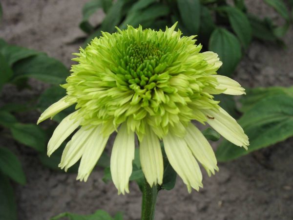 Echinacea Honey Dew®