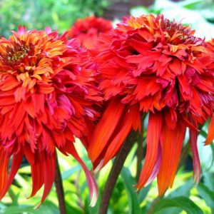 Echinacea Hot Papaya®