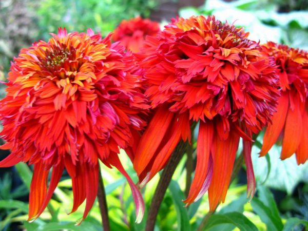 Echinacea Hot Papaya®