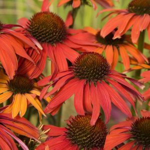 Echinacea Hot Summer®