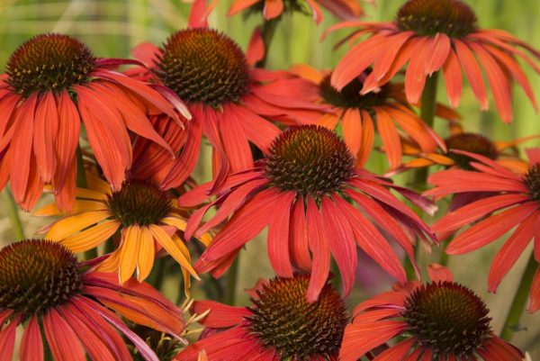 Echinacea Hot Summer®
