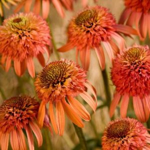Echinacea Iirresistible®