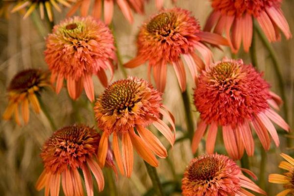 Echinacea Iirresistible®