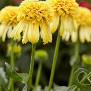 Echinacea Lemon Drop®