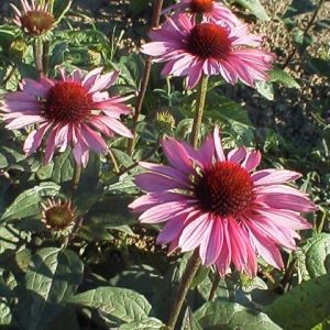 Echinacea Magnus