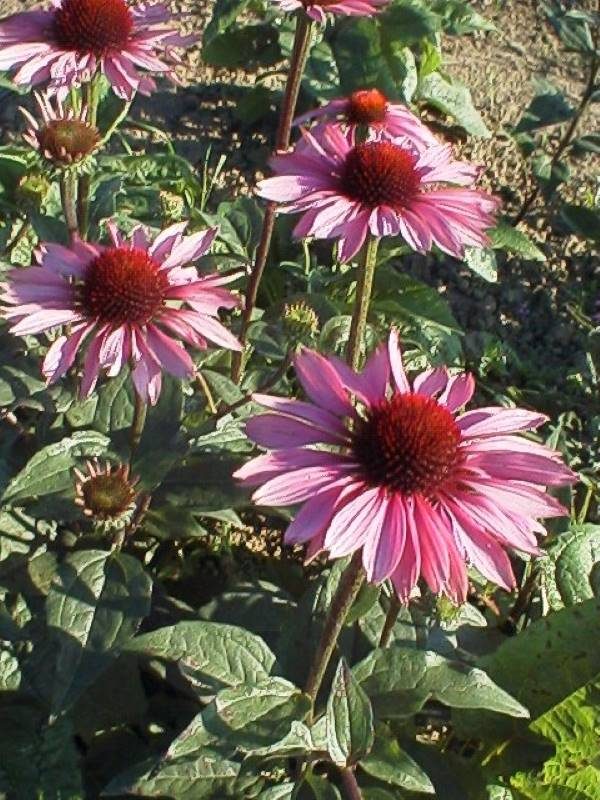 Echinacea Magnus