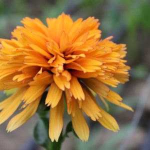 Echinacea Marmelade®