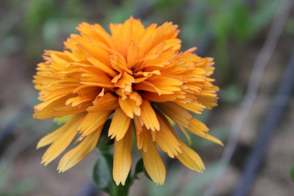 Echinacea Marmelade®