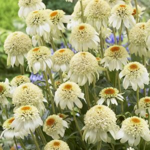 Echinacea Milkshake®