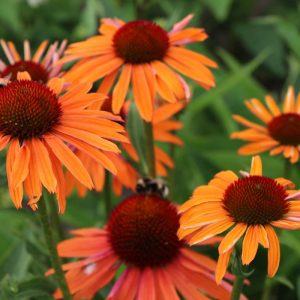 Echinacea Orange Passion®