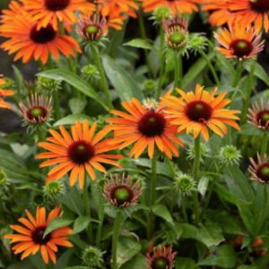 Echinacea Orange Skipper®
