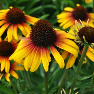 Echinacea Parrot