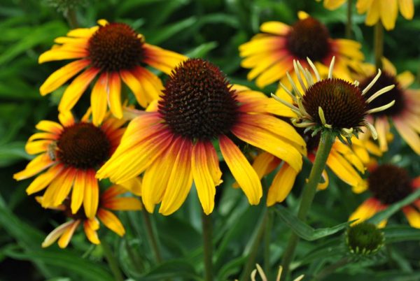 Echinacea Parrot