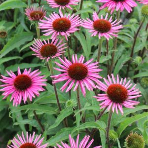 Echinacea Pica Bella