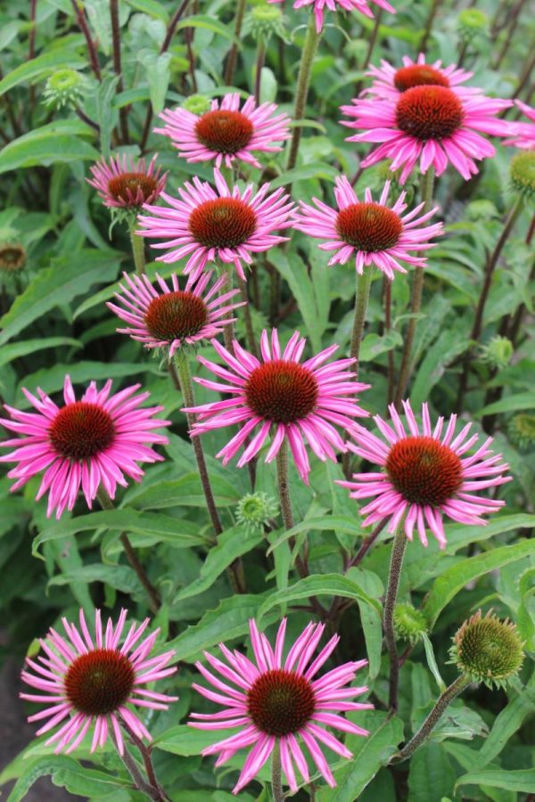 Echinacea Pica Bella