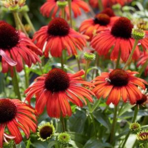 Echinacea Postmen®