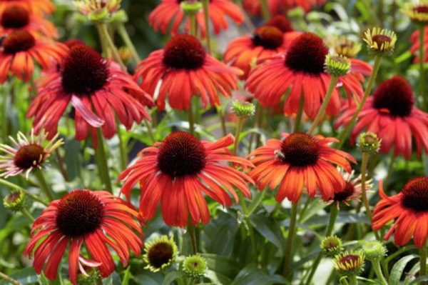 Echinacea Postmen®