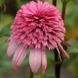 Echinacea Razzmatazz®