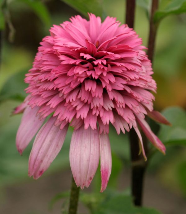 Echinacea Razzmatazz®
