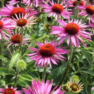 Echinacea Red Baron®