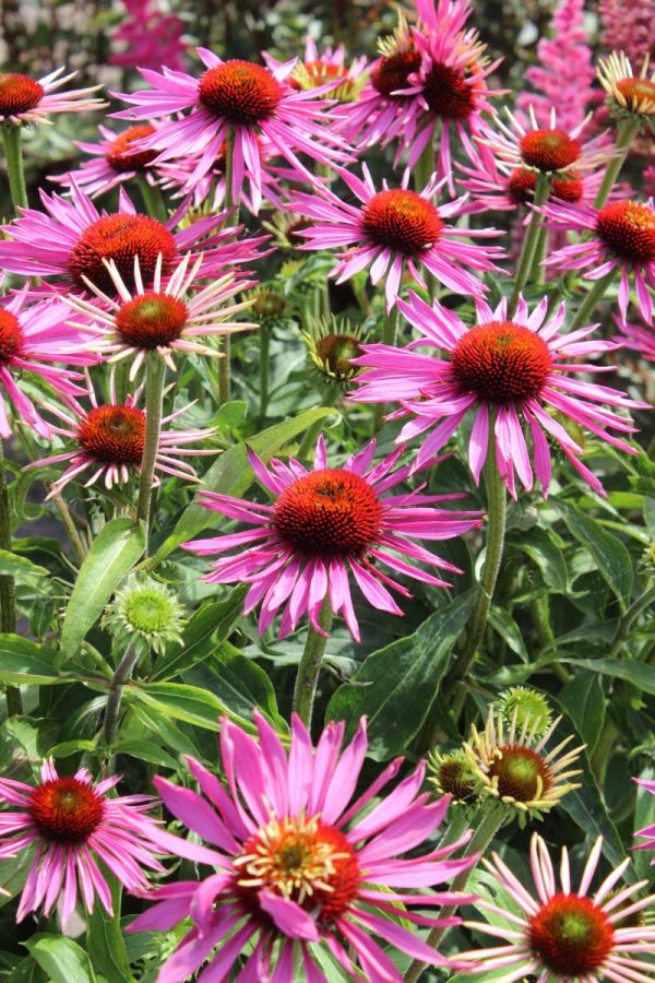 Echinacea Red Baron®