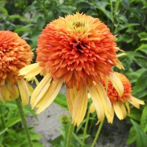 Echinacea Rhytmes in Orange