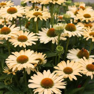 Echinacea Sensation Mango