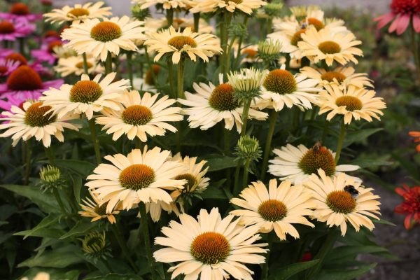 Echinacea Sensation Mango