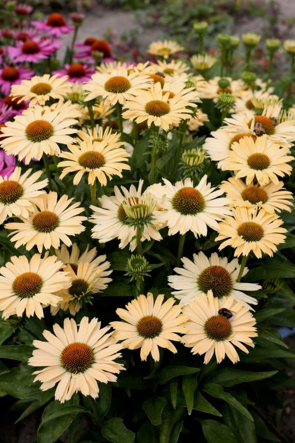 Echinacea Sensation Mango - Image 2