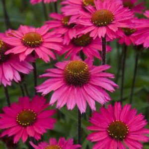 Echinacea Sensation Pink®