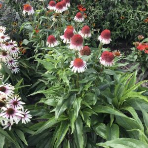 Echinacea Strawberry and Cream®