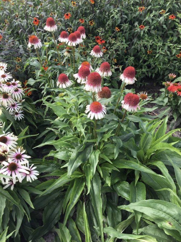 Echinacea Strawberry and Cream®