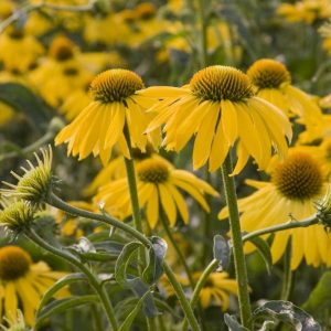 Echinacea Summer Breeze®