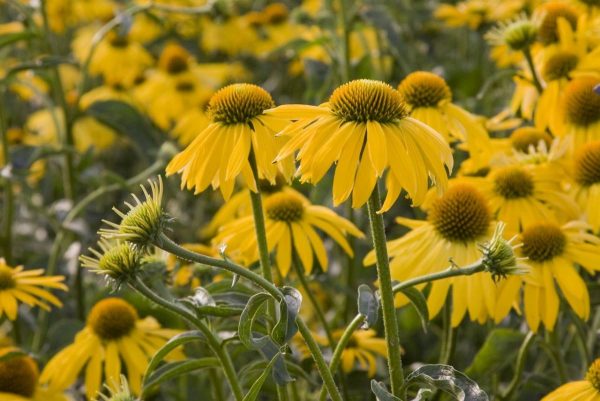 Echinacea Summer Breeze®