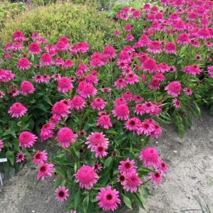 Echinacea Summer Candy